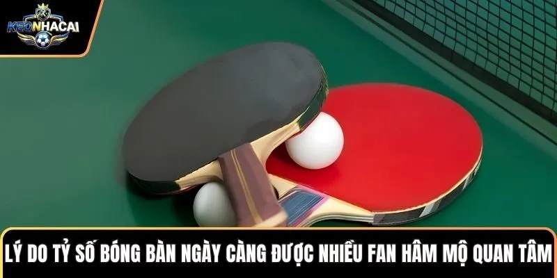 Lý do tỷ số bóng bàn ngày càng được nhiều fan hâm mộ quan tâm